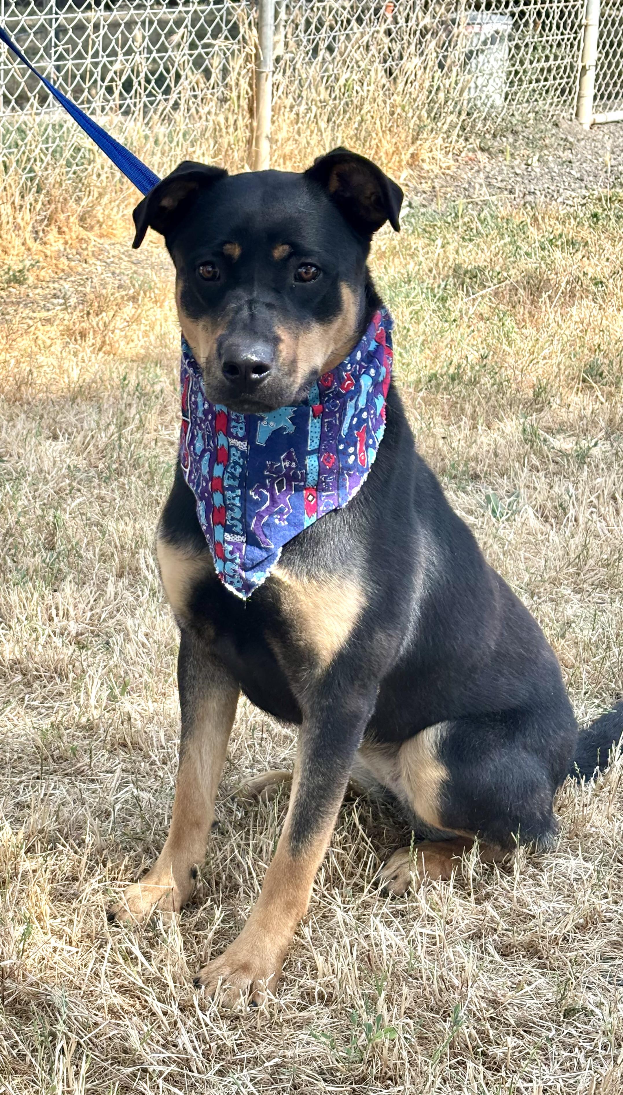 Happy, a Adoptable mixed breed in Woodland, CA image 2/2