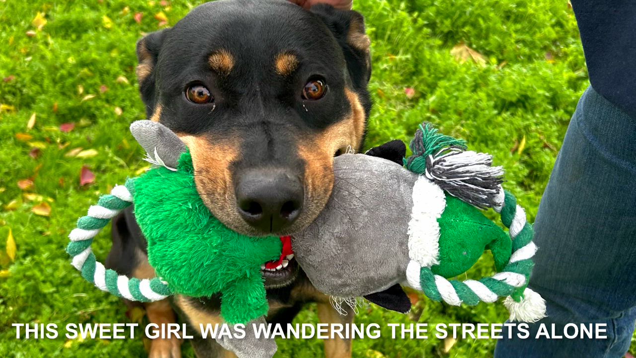 Enlarge Happy, a Adoptable mixed breed in Woodland, CA video 1/3