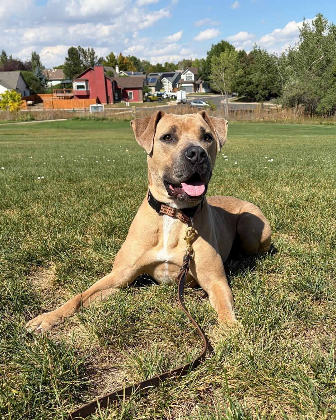 Enlarge Frankie, a Adoptable mixed breed in Long Beach, CA image 1/6