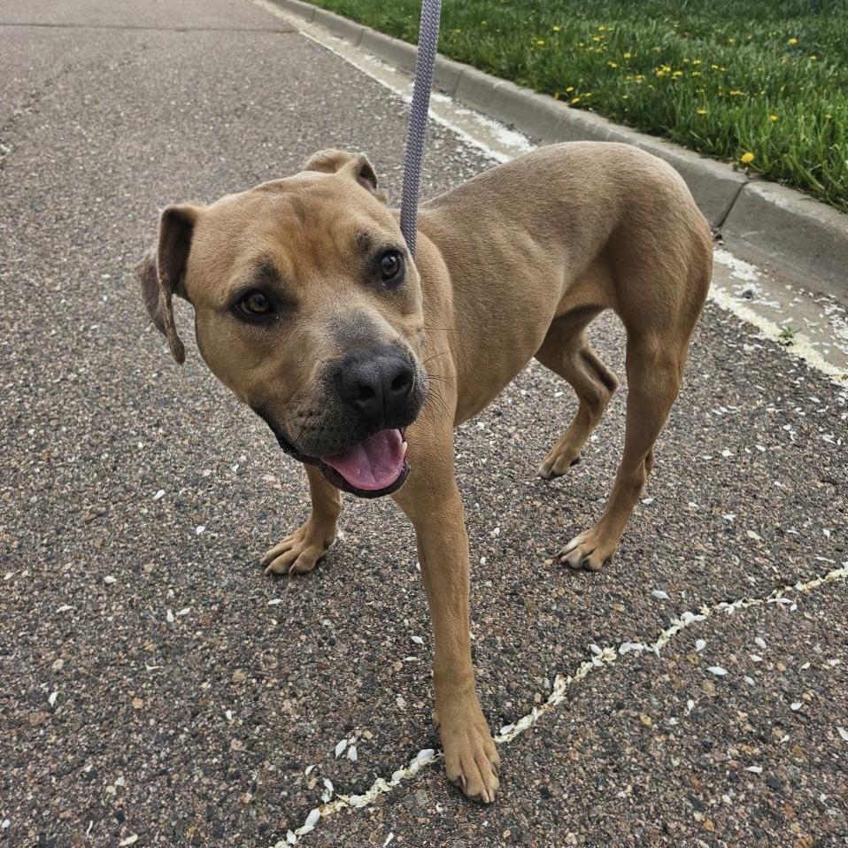 Frankie, Adoptable, Adult Male Pit Bull Terrier.