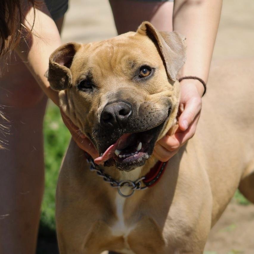 Frankie, a Adoptable mixed breed in Long Beach, CA image 2/6