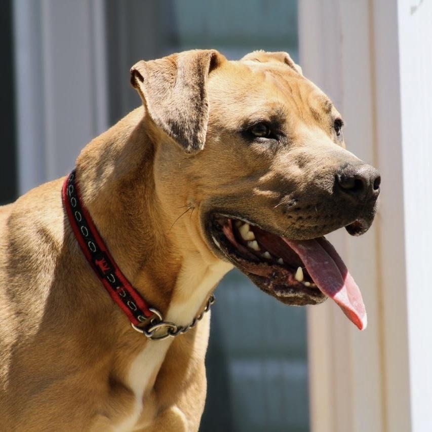 Frankie, a Adoptable mixed breed in Long Beach, CA image 3/6