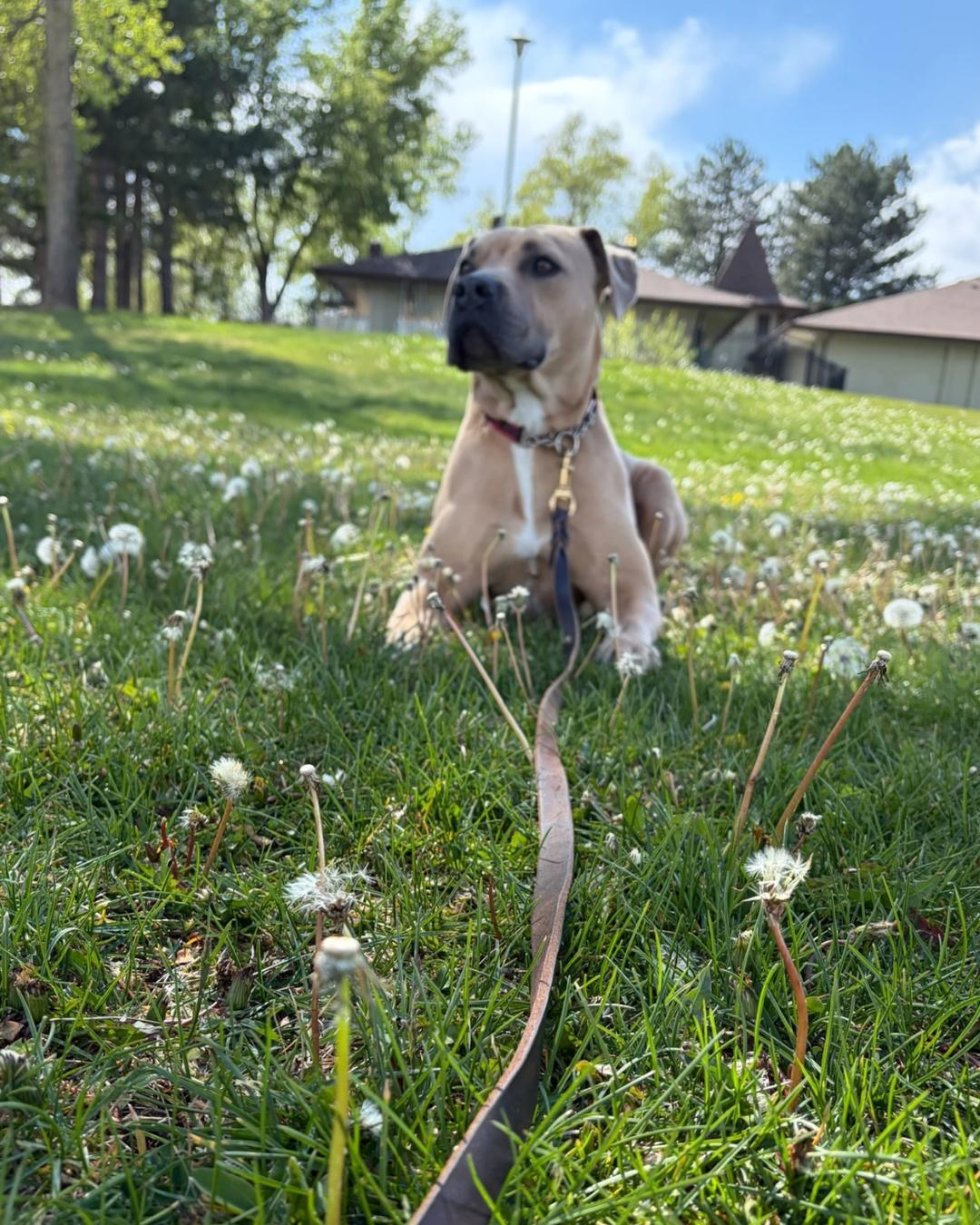 Enlarge Frankie, a Adoptable mixed breed in Long Beach, CA image 2/6