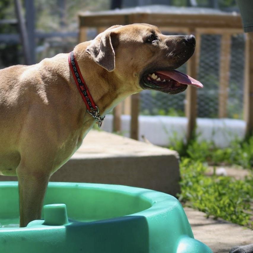 Frankie, a Adoptable mixed breed in Long Beach, CA image 4/6