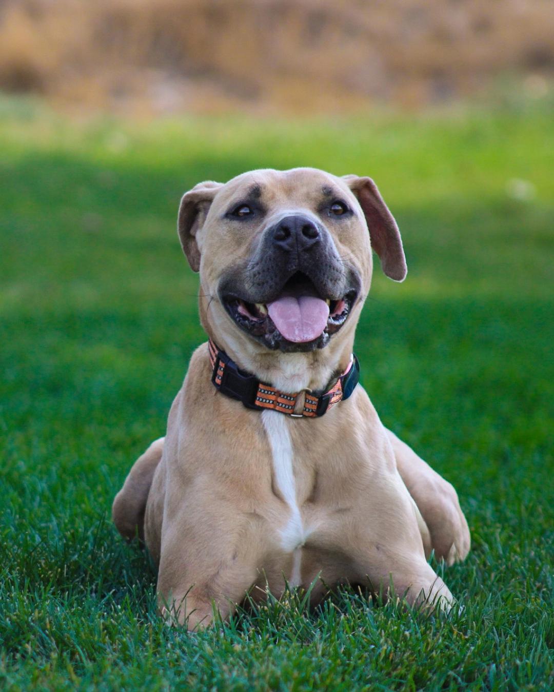 Enlarge Frankie, a Adoptable mixed breed in Long Beach, CA image 3/6