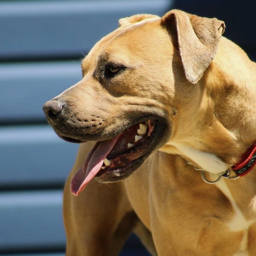 Frankie, a Adoptable mixed breed in Long Beach, CA image 5/6