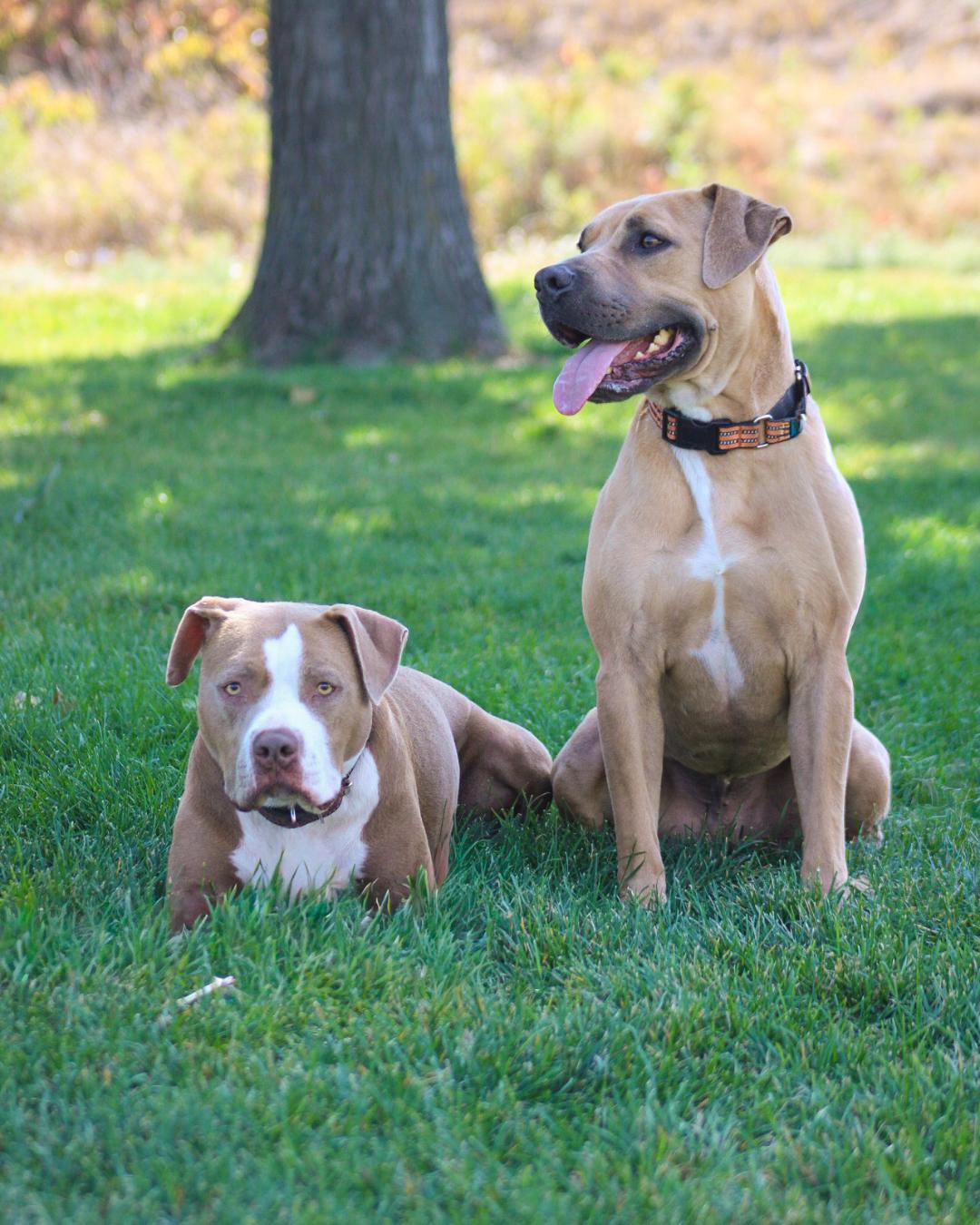 Enlarge Frankie, a Adoptable mixed breed in Long Beach, CA image 4/6