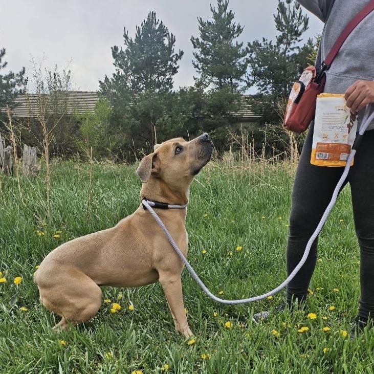 Frankie, a Adoptable mixed breed in Long Beach, CA image 6/6