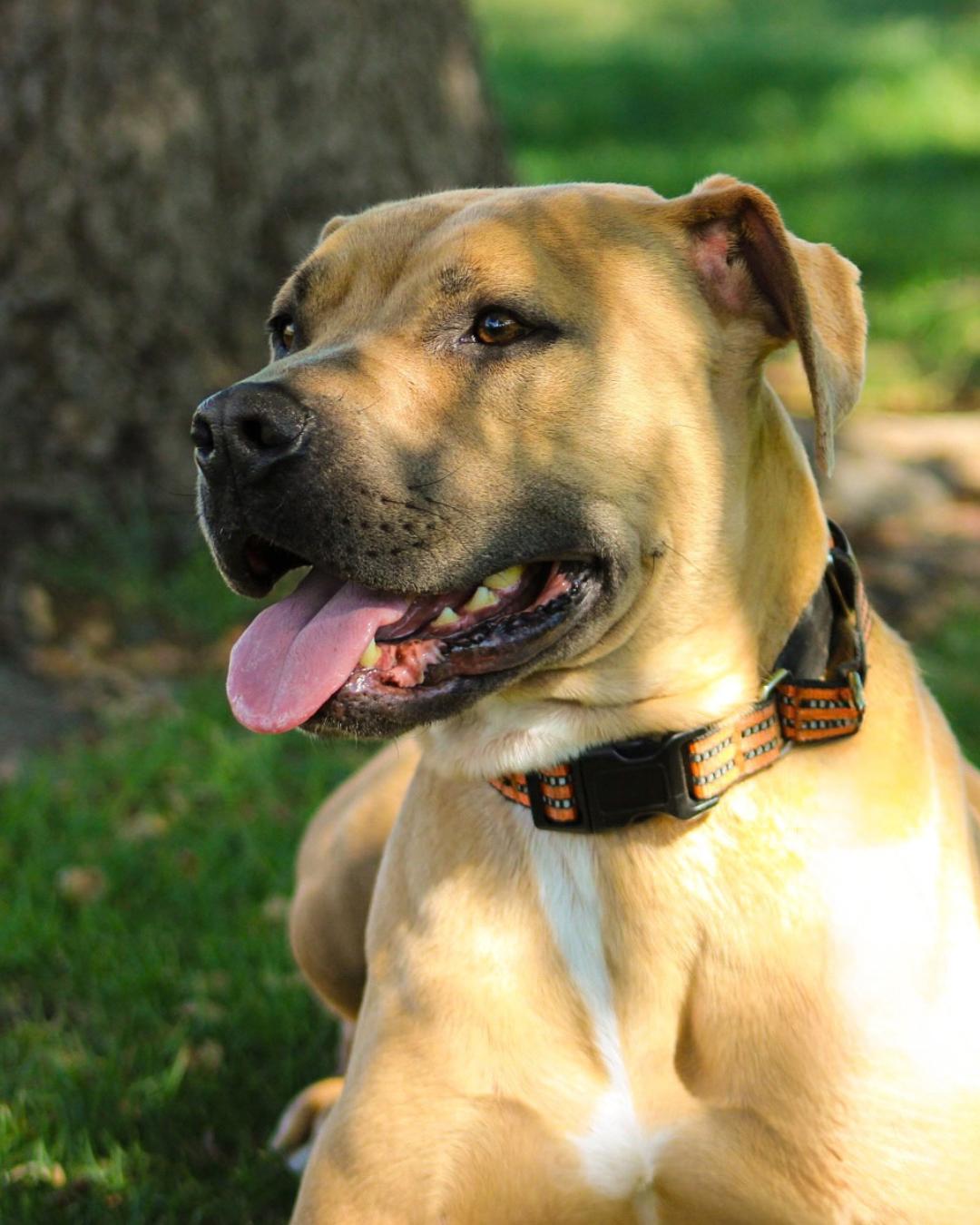 Enlarge Frankie, a Adoptable mixed breed in Long Beach, CA image 5/6