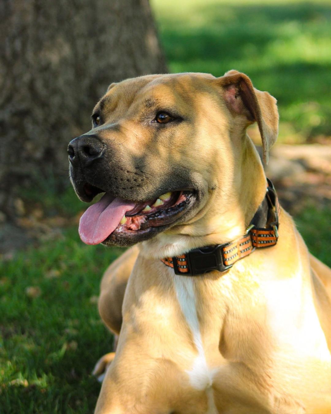 Enlarge Frankie, a Adoptable mixed breed in Long Beach, CA image 6/6