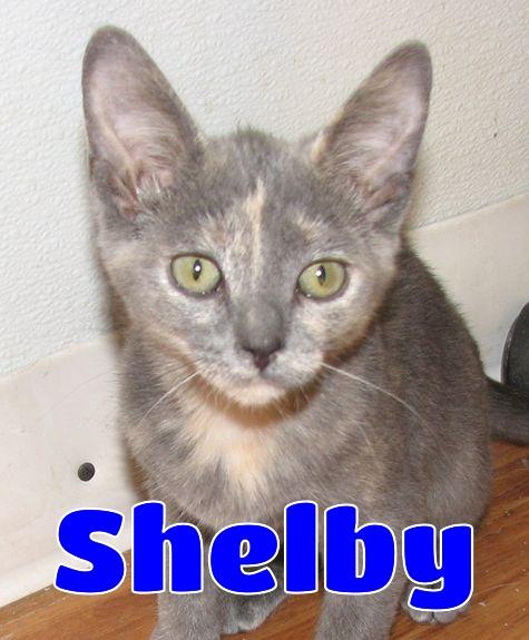 Enlarge 5482 Shelby, a ADOPTABLE Dilute Tortoiseshell in Lawrenceburg, KY image 1/5