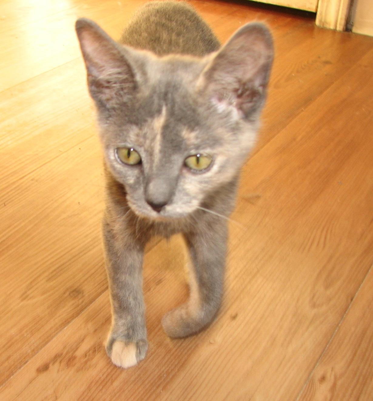 Enlarge 5482 Shelby, a ADOPTABLE Dilute Tortoiseshell in Lawrenceburg, KY image 4/5