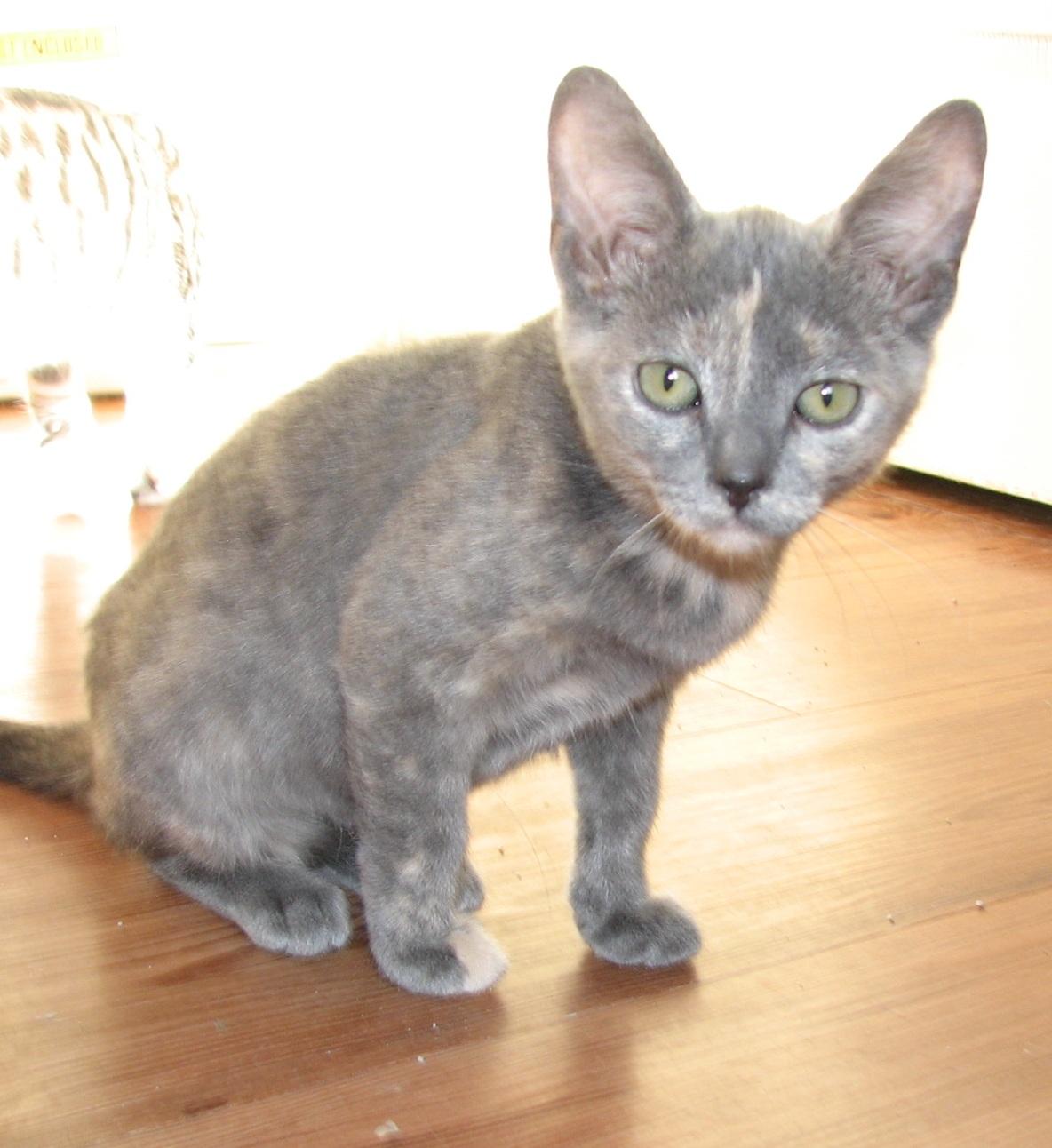 Enlarge 5482 Shelby, a ADOPTABLE Dilute Tortoiseshell in Lawrenceburg, KY image 2/5