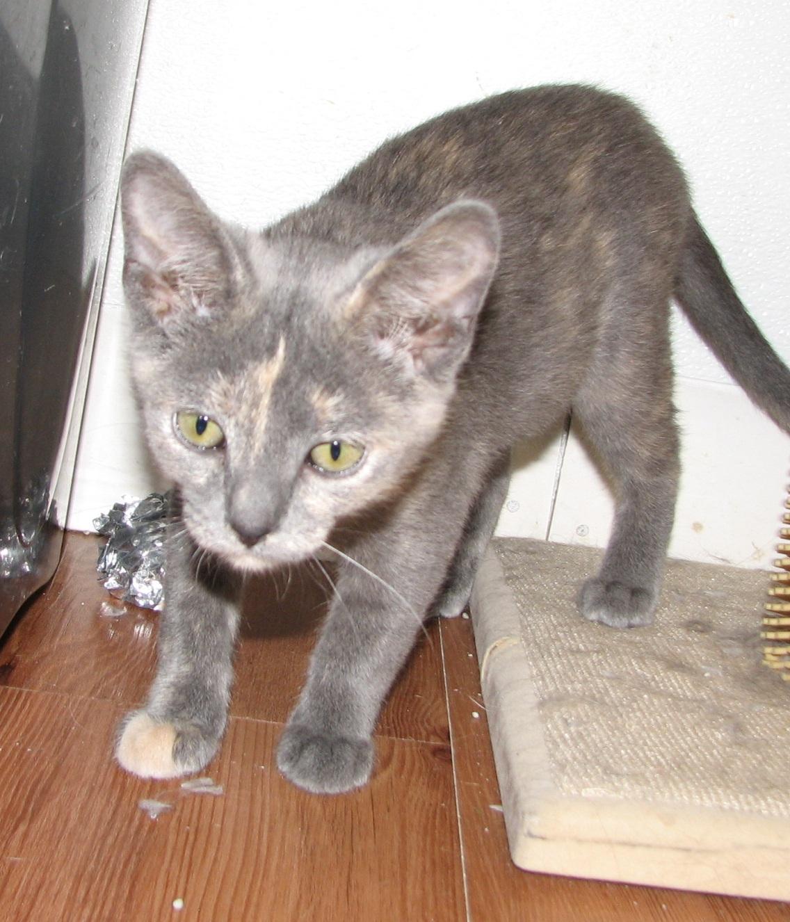 Enlarge 5482 Shelby, a ADOPTABLE Dilute Tortoiseshell in Lawrenceburg, KY image 3/5