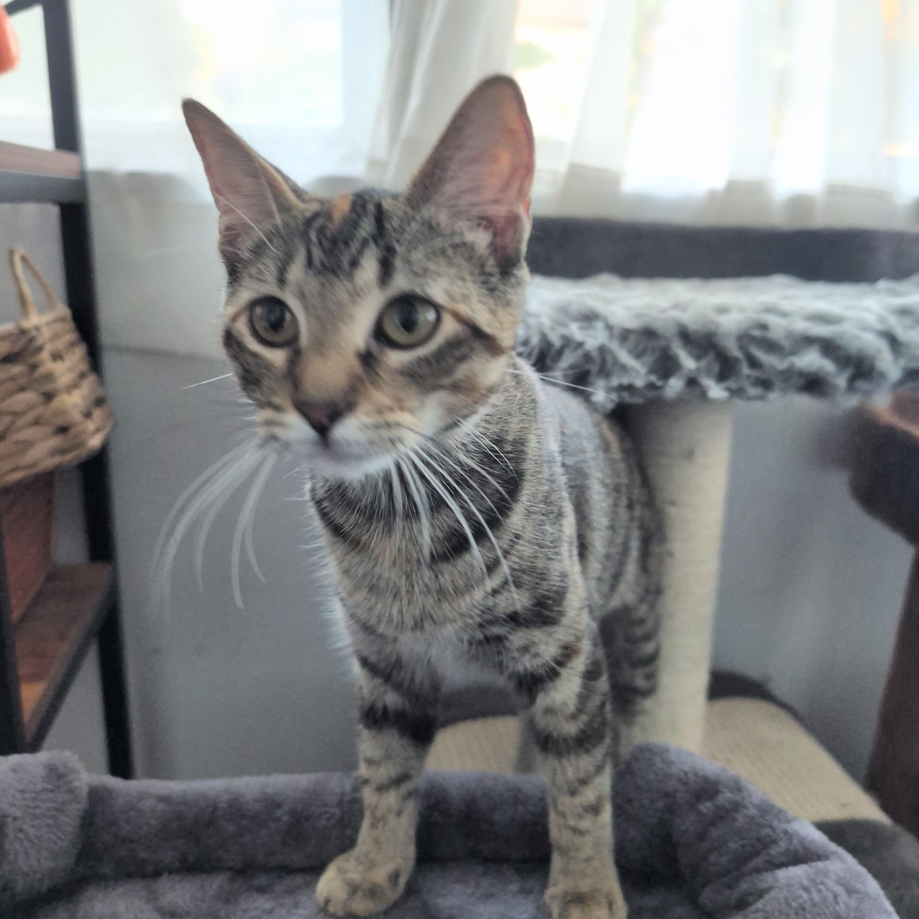Nala, Adoptable, Young Female Torbie.