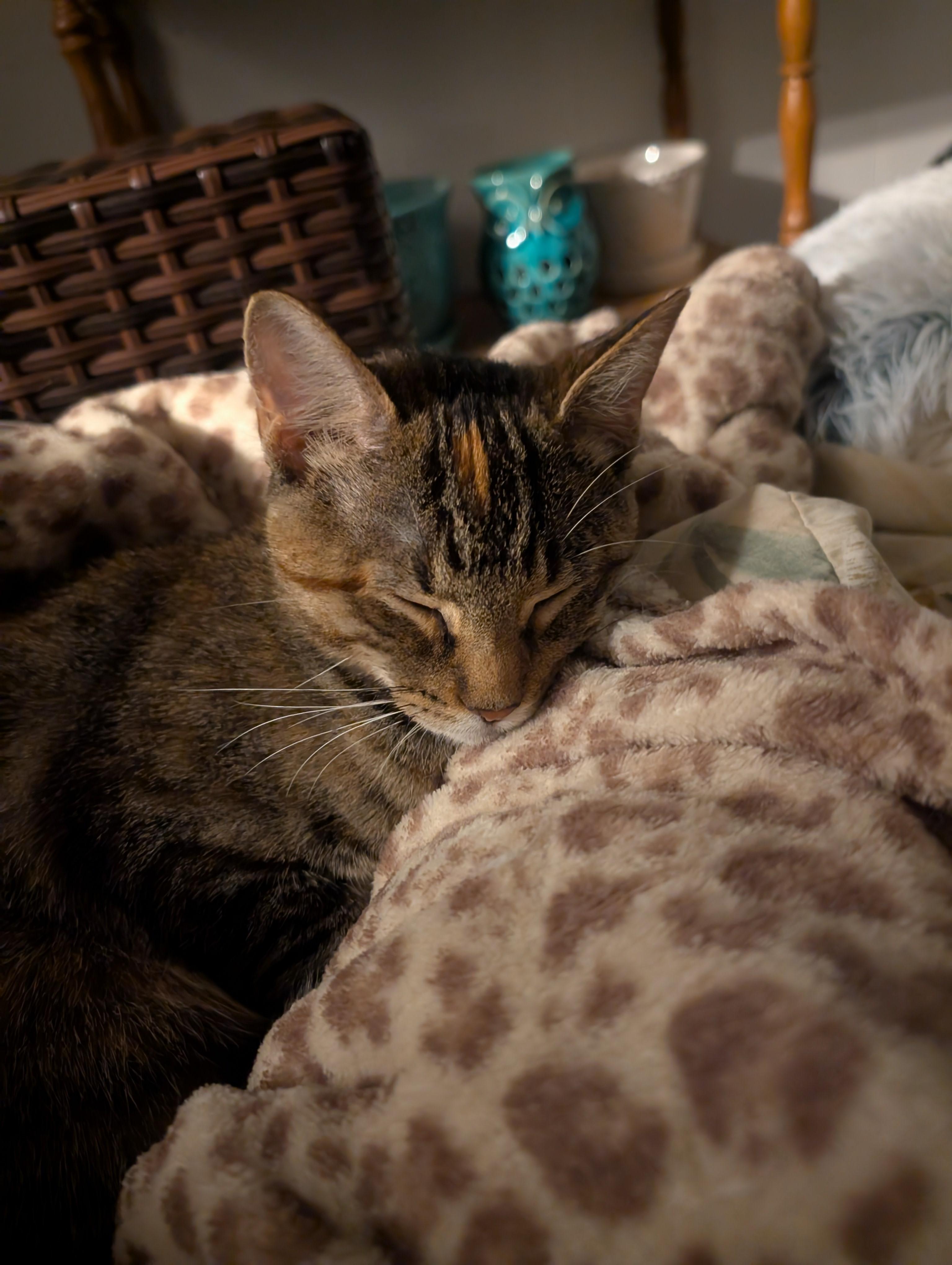 Enlarge Nala, a Adoptable Torbie in River Falls, WI image 4/6