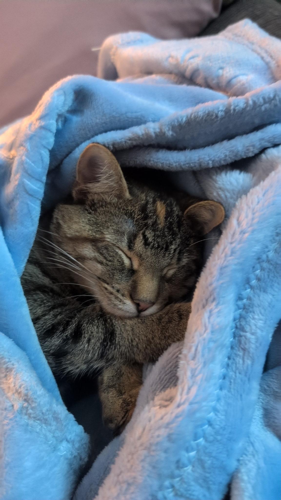 Enlarge Nala, a Adoptable Torbie in River Falls, WI image 4/6