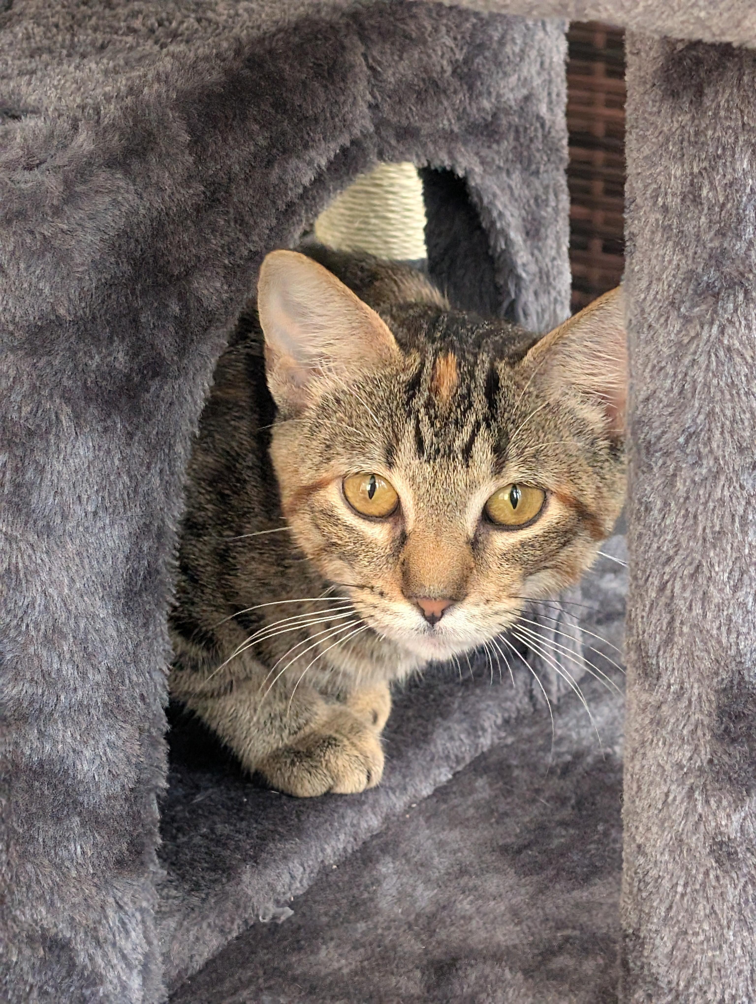Enlarge Nala, a Adoptable Torbie in River Falls, WI image 2/6