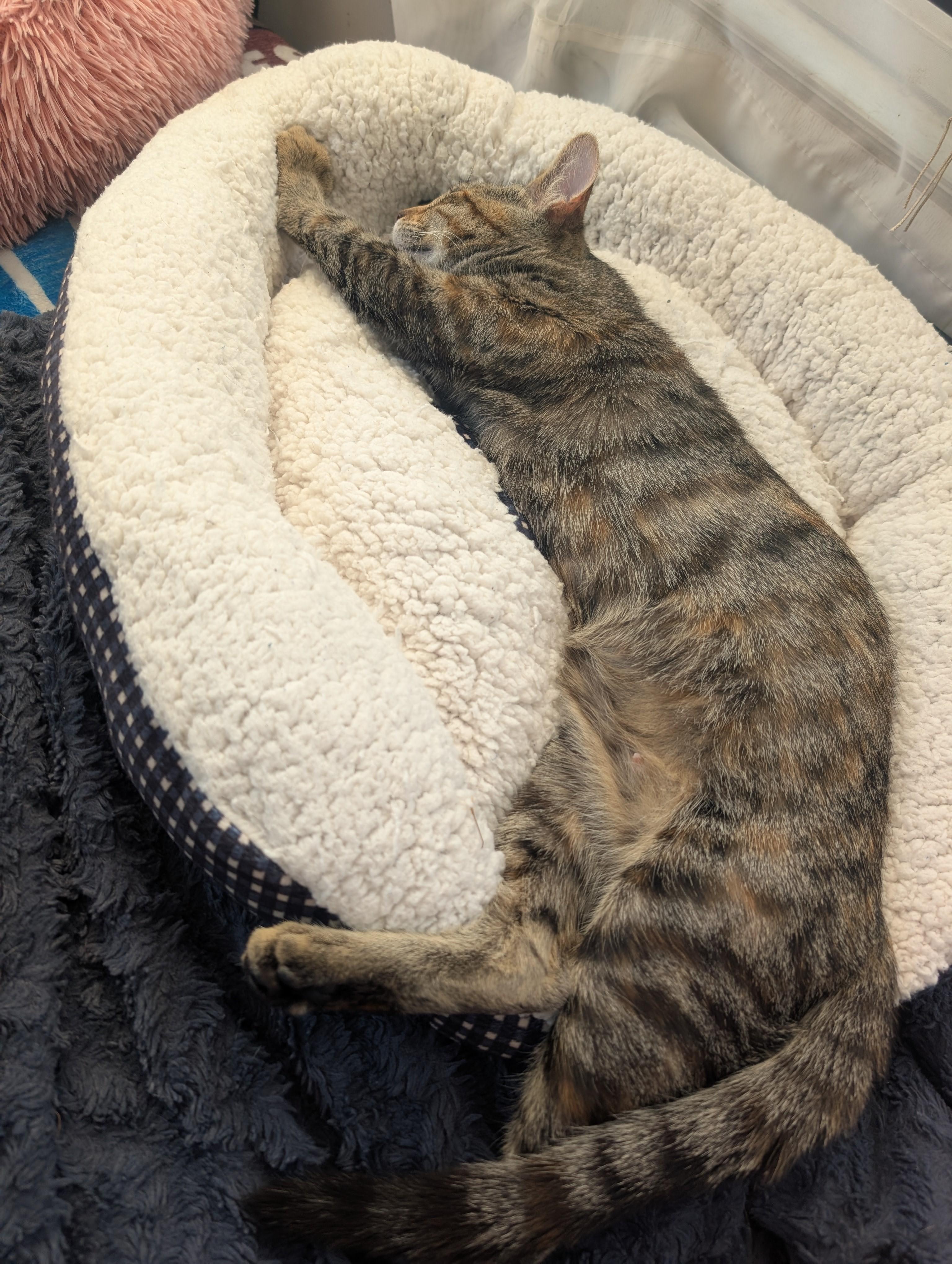 Enlarge Nala, a Adoptable Torbie in River Falls, WI image 6/6