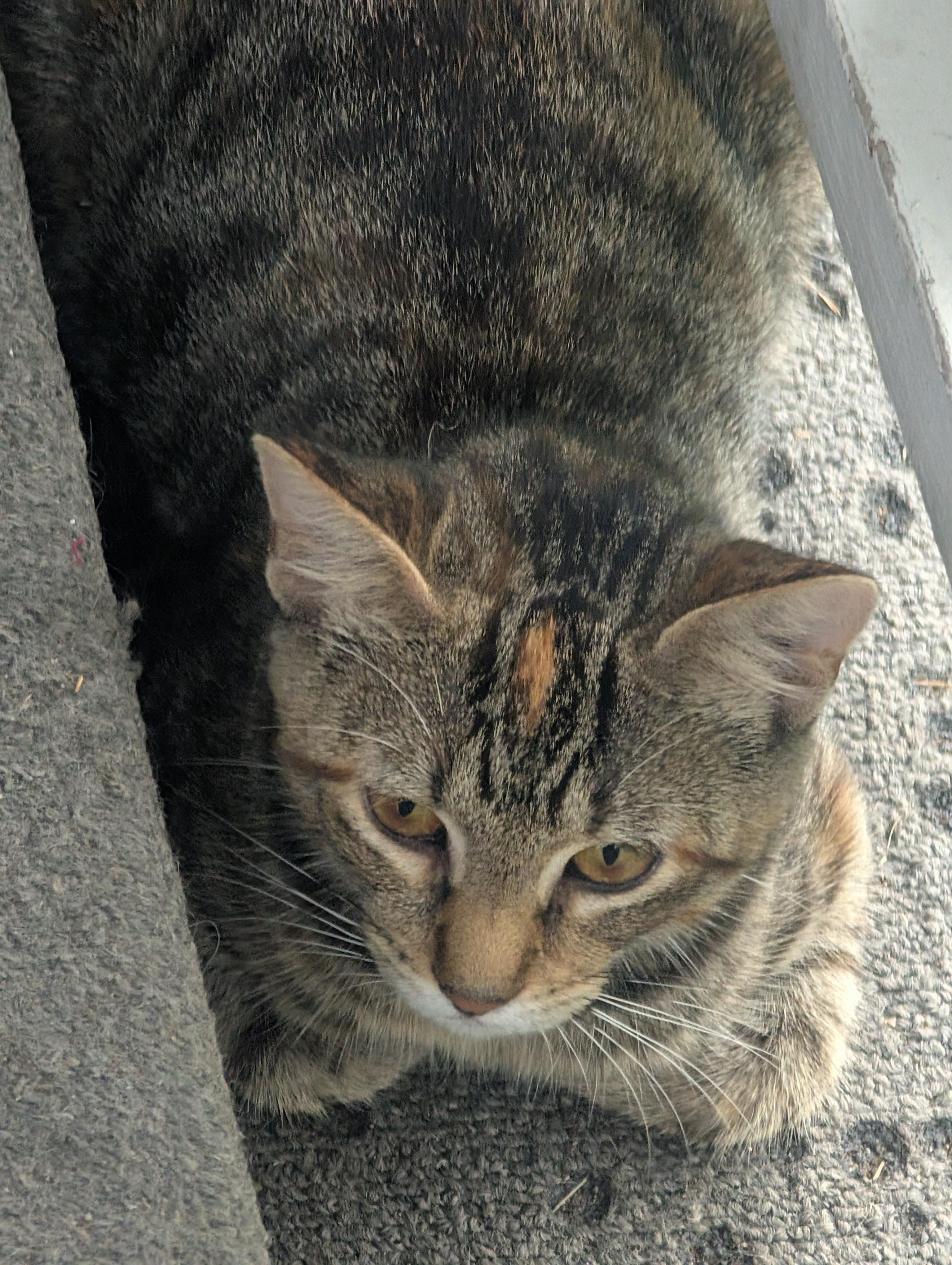 Enlarge Nala, a Adoptable Torbie in River Falls, WI image 5/6