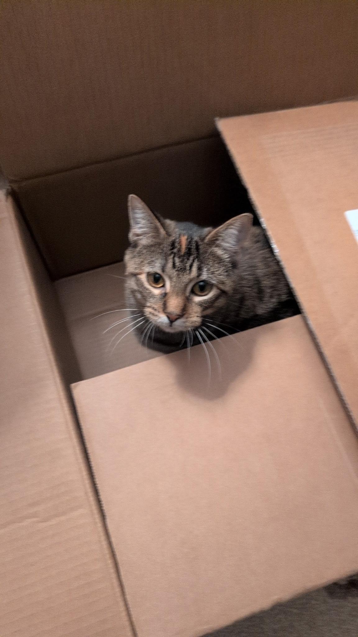 Enlarge Nala, a Adoptable Torbie in River Falls, WI image 5/6