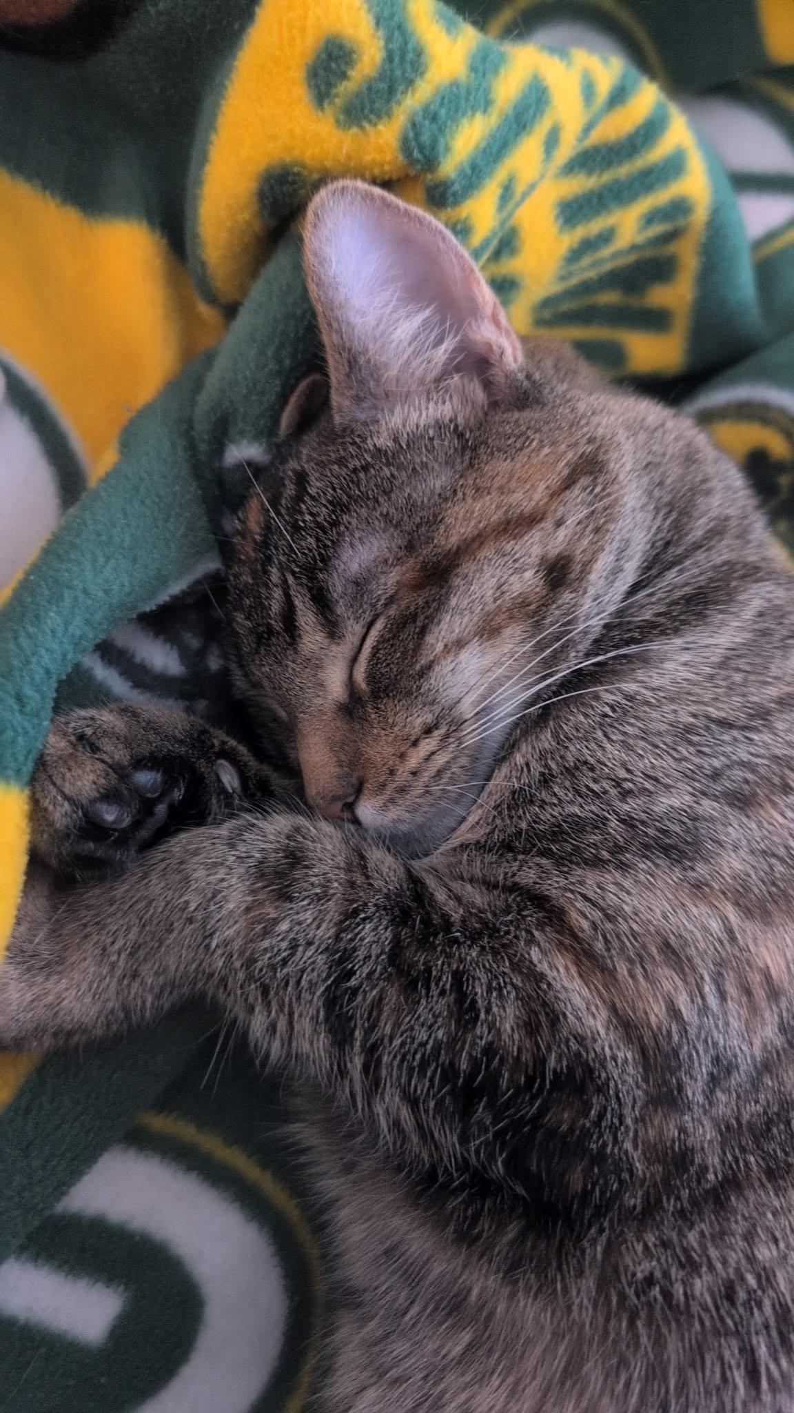 Enlarge Nala, a Adoptable Torbie in River Falls, WI image 6/6