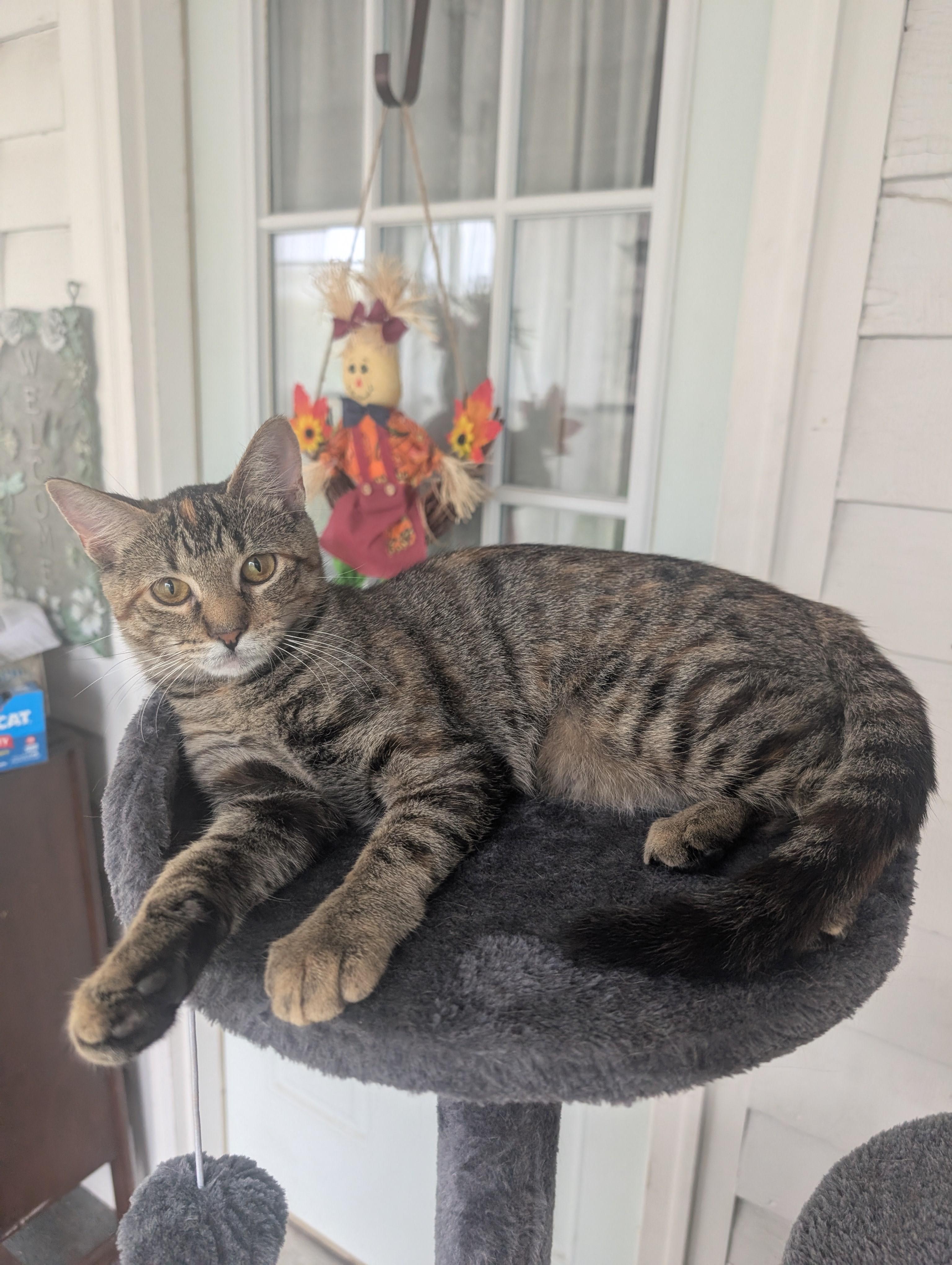 Enlarge Nala, a Adoptable Torbie in River Falls, WI image 3/6