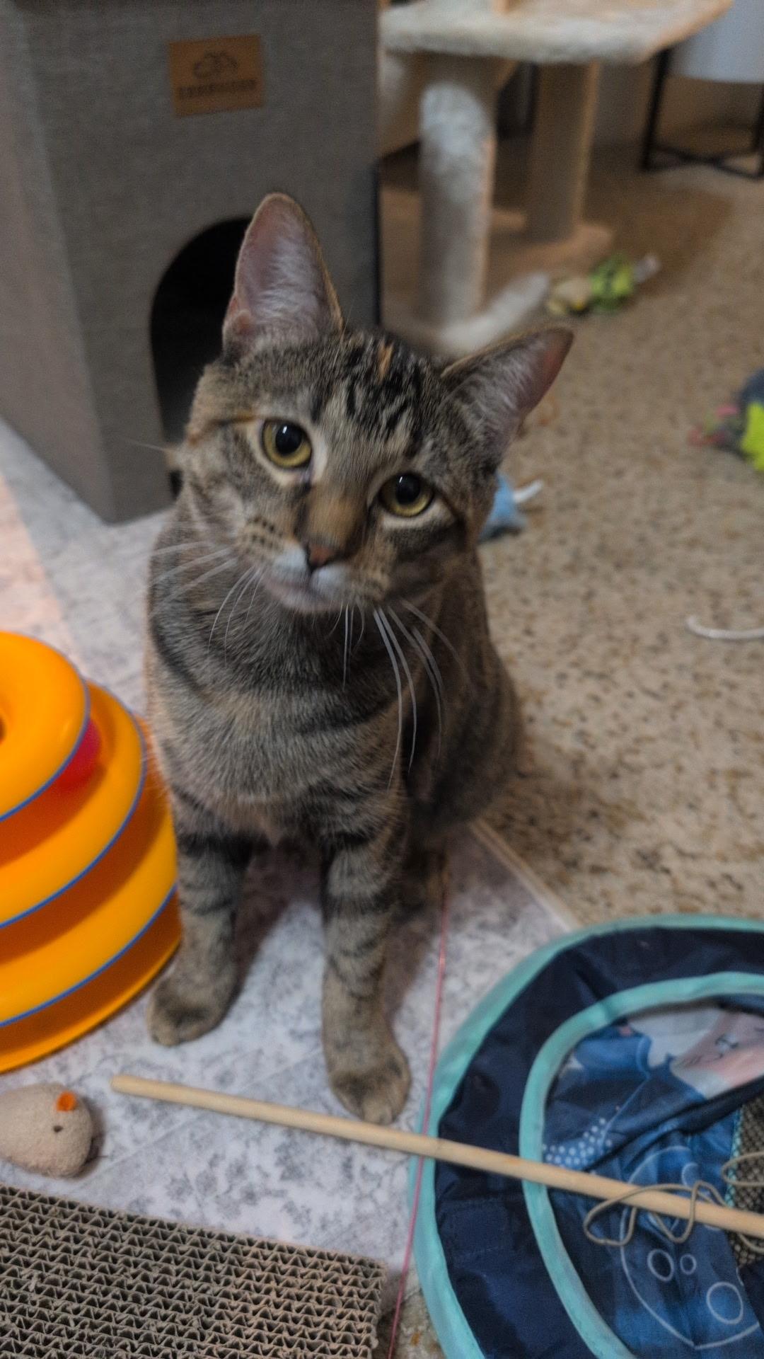 Enlarge Nala, a Adoptable Torbie in River Falls, WI image 1/6