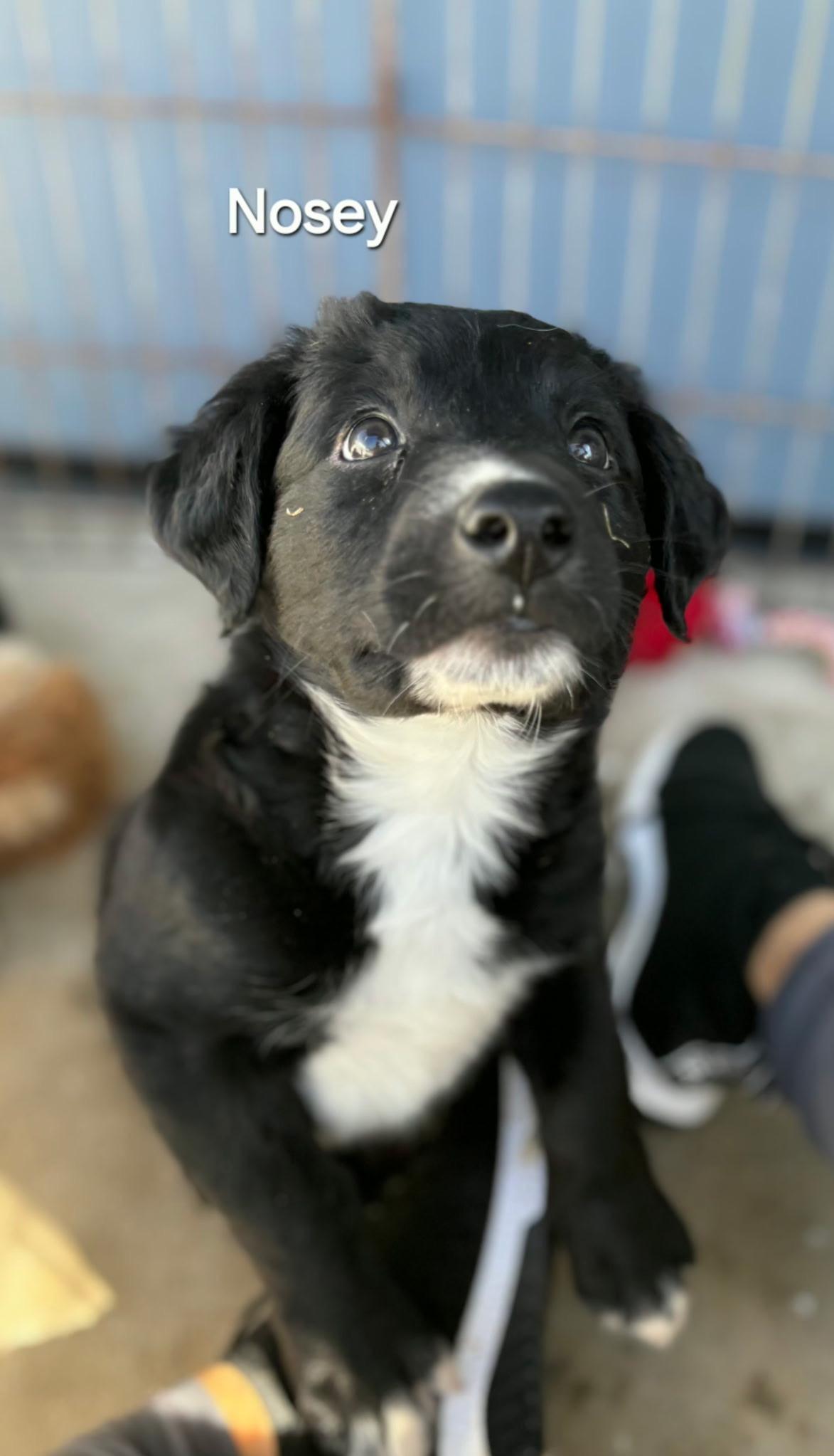 Enlarge Nosey, a ADOPTABLE mixed breed in Mingus, TX image 1/2