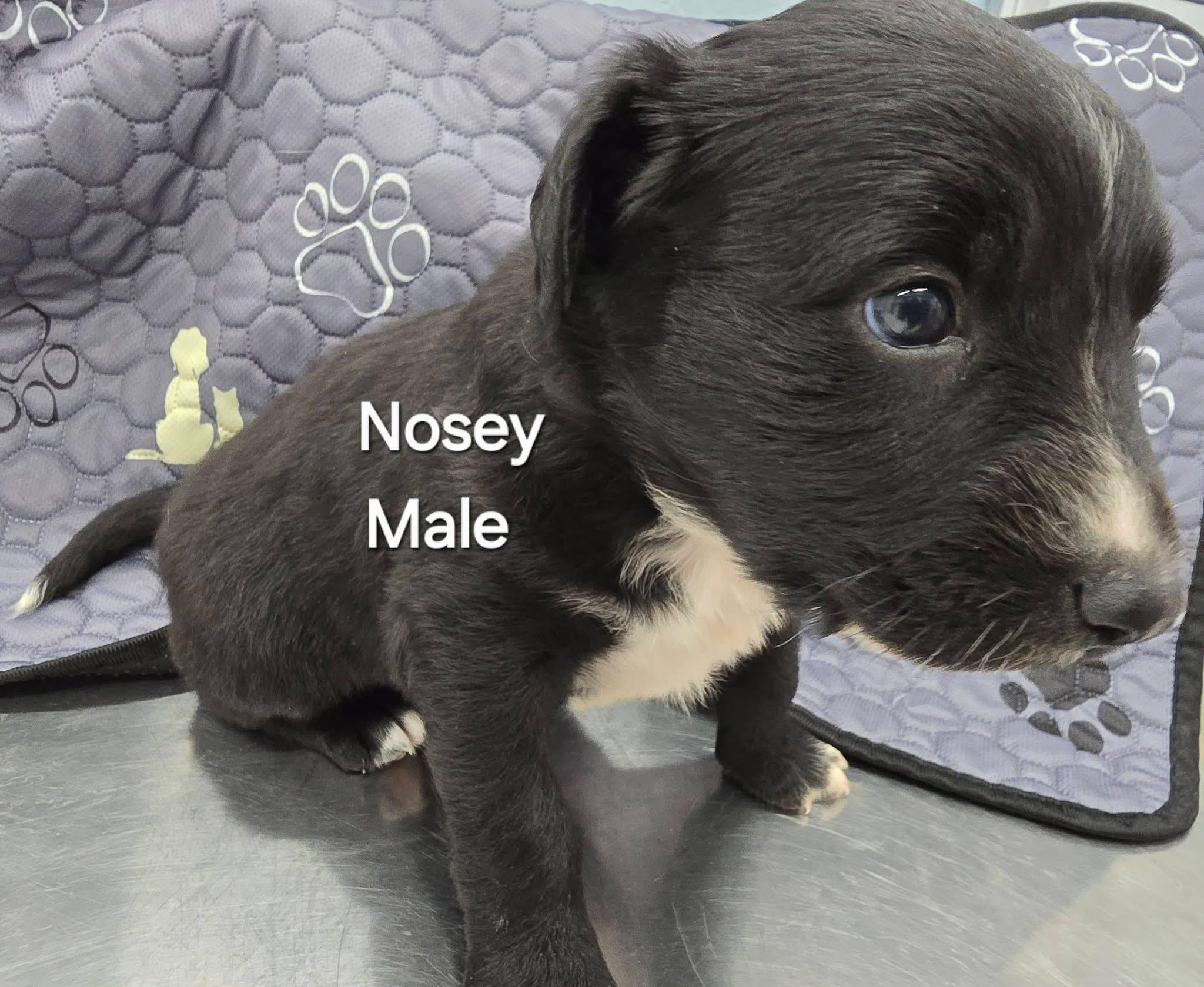 Enlarge Nosey, a ADOPTABLE mixed breed in Mingus, TX image 2/2
