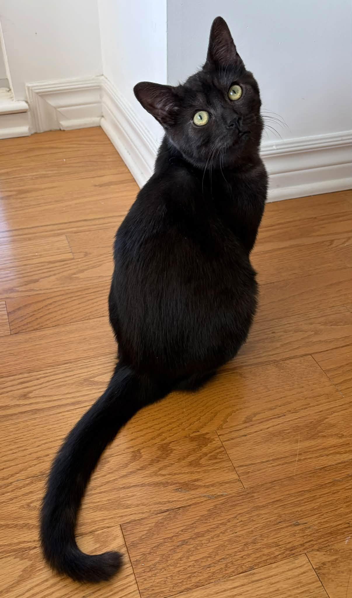 Enlarge Bond, a Adopted Domestic Short Hair in Orleans, ON image 1/3