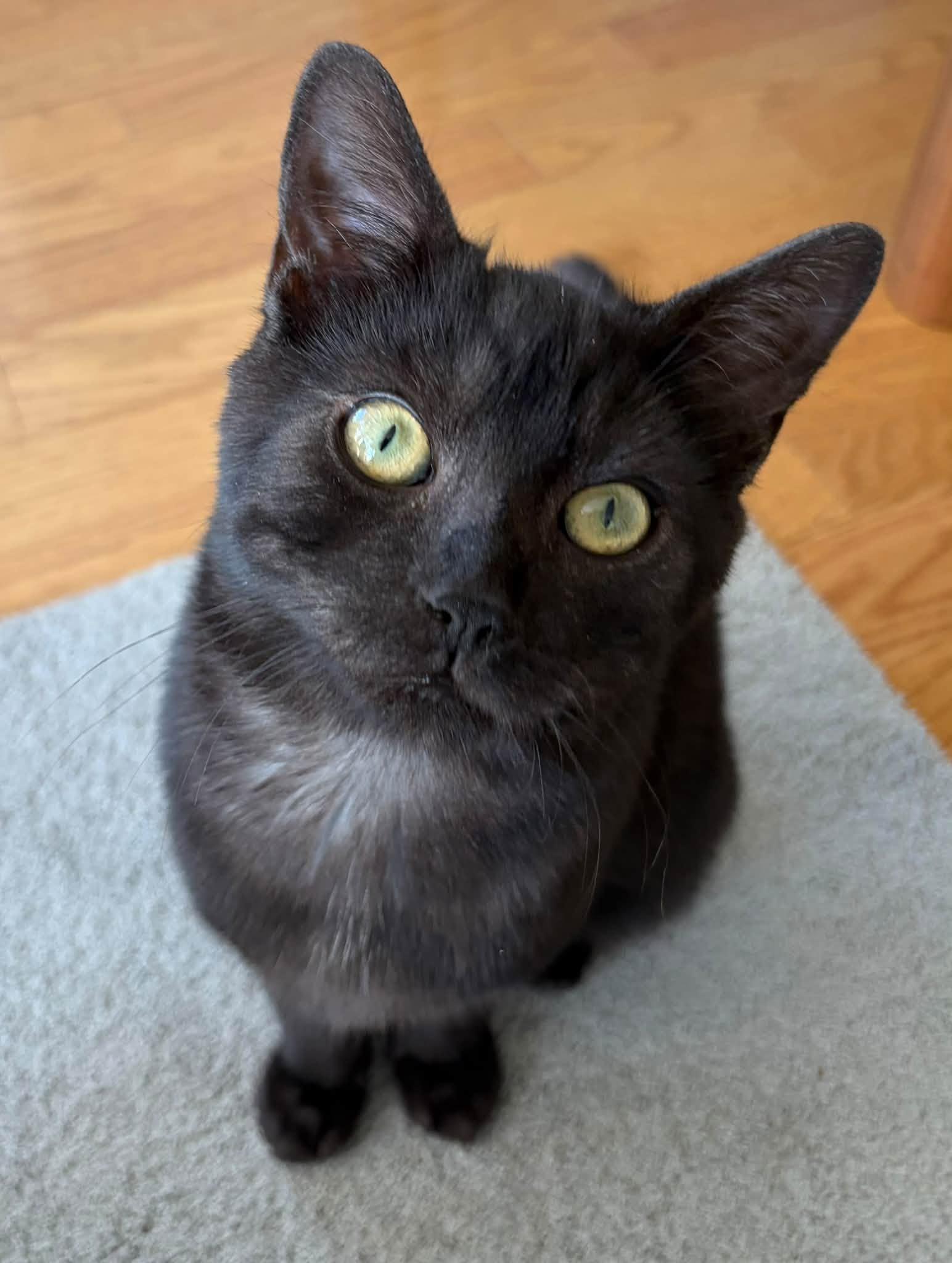 Enlarge Bond, a Adopted Domestic Short Hair in Orleans, ON image 2/3