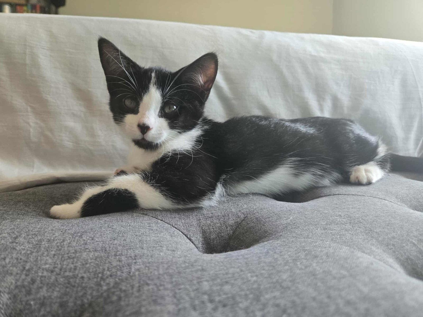 Enlarge Bond, a Adoptable Domestic Short Hair in Orleans, ON image 2/3