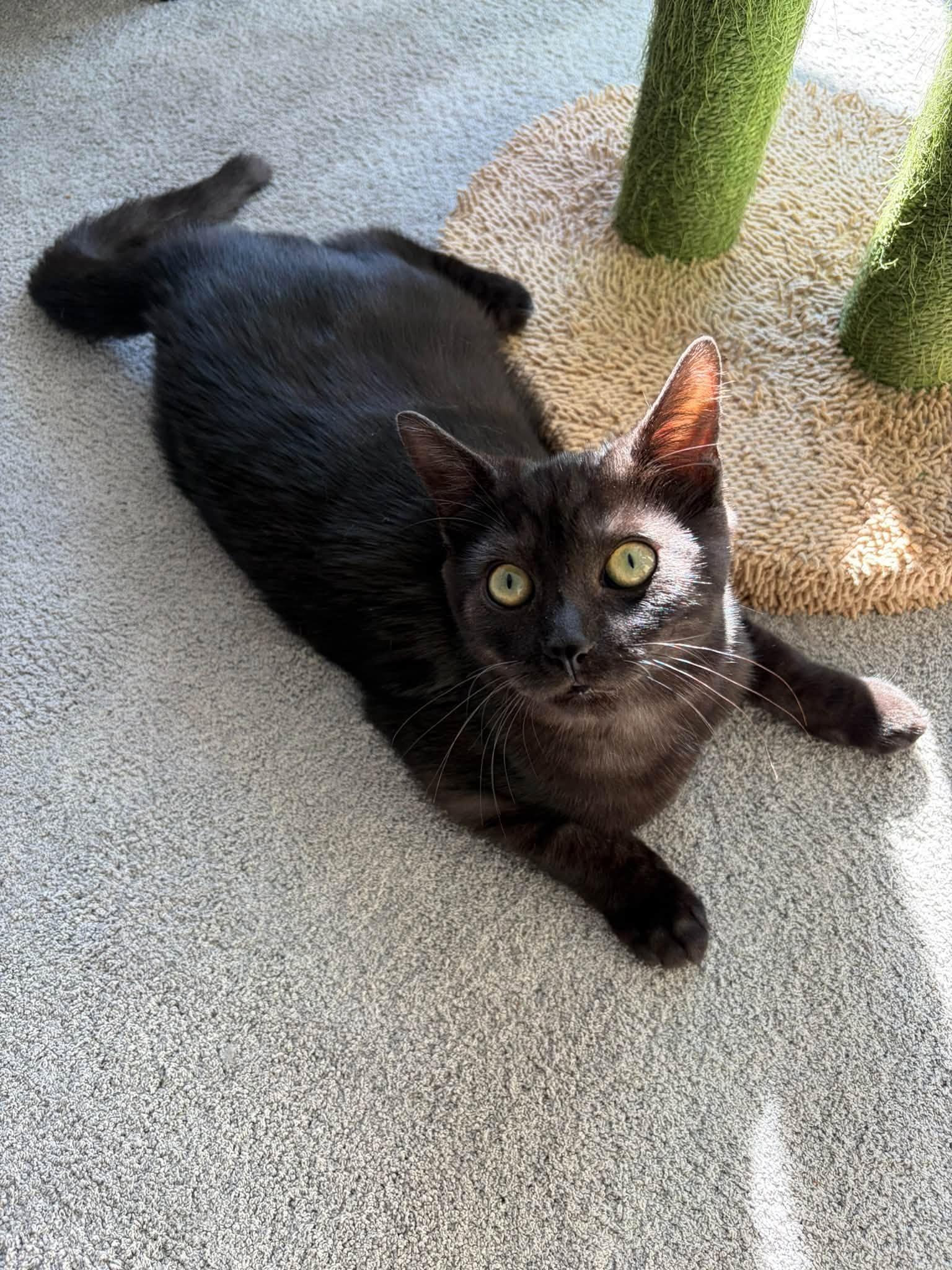 Enlarge Bond, a Adopted Domestic Short Hair in Orleans, ON image 3/3