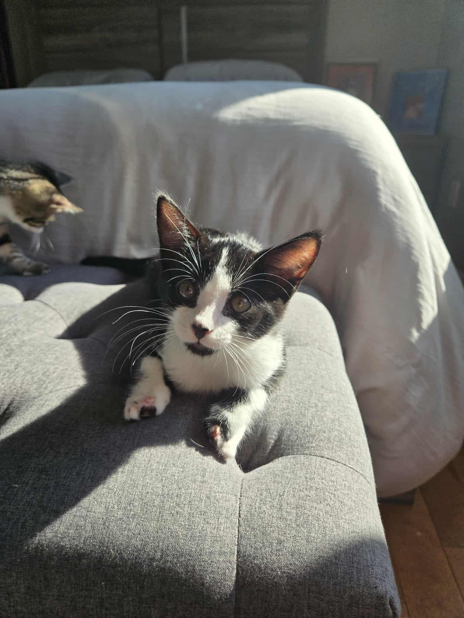 Enlarge Bond, a Adoptable Domestic Short Hair in Orleans, ON image 3/3