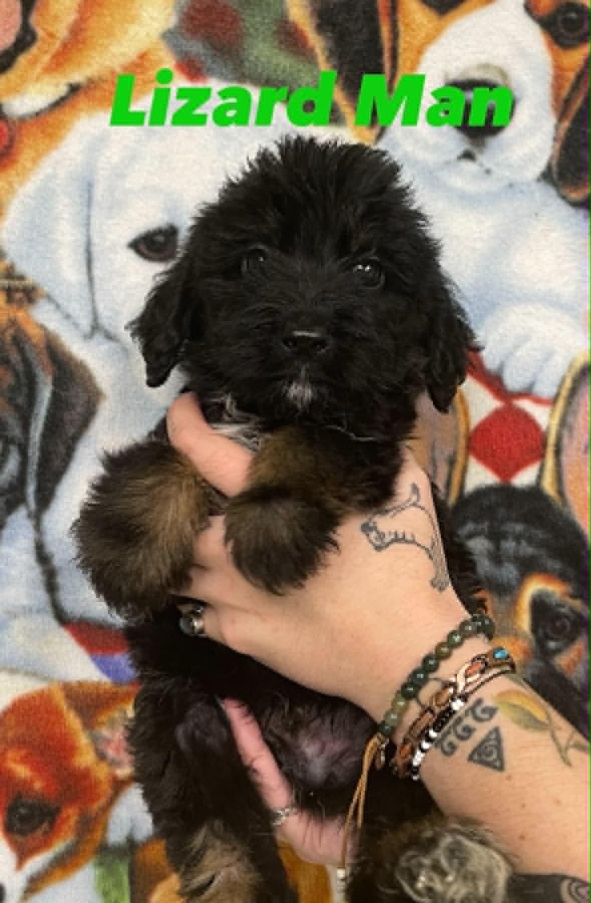 Lizard Man, adopted, Puppy Male Goldendoodle & Shepherd.
