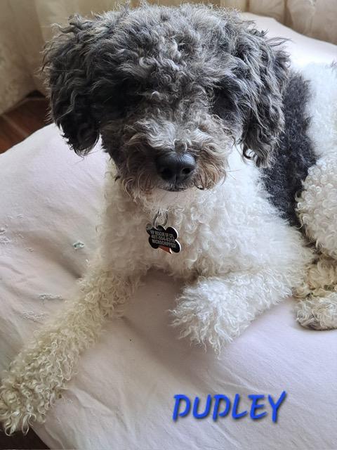 Dudley, adopted, Adult Male Miniature Poodle.