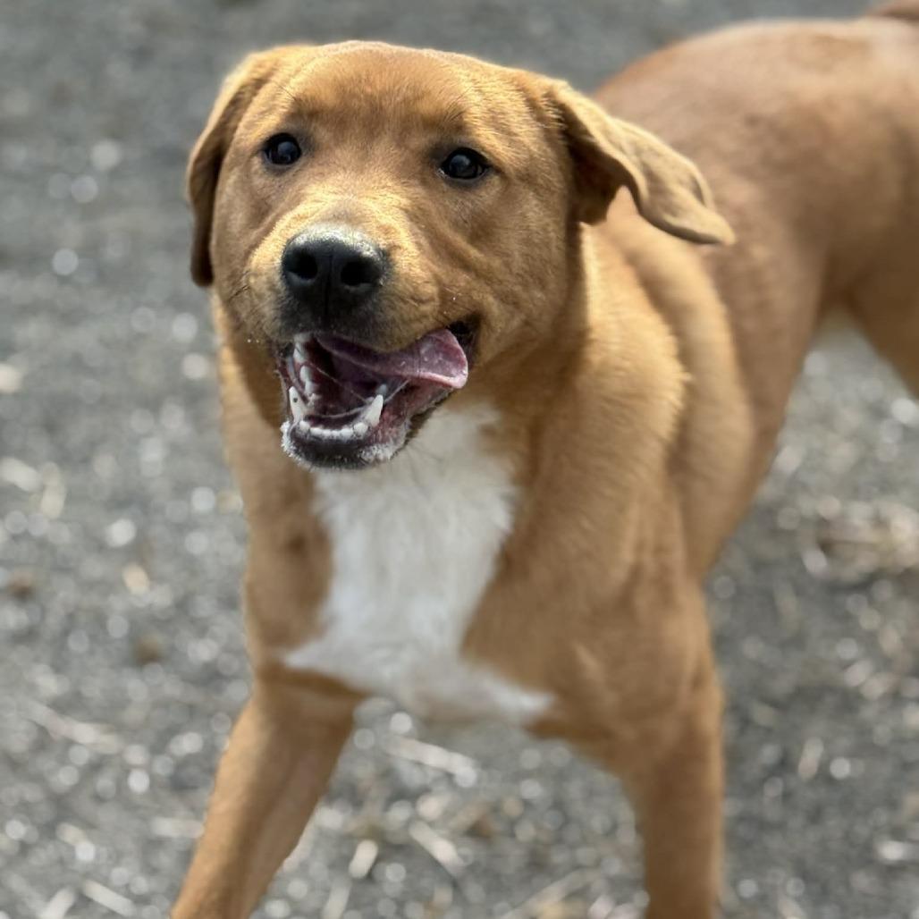 Simba, Adoptable, Young Male Mixed Breed.