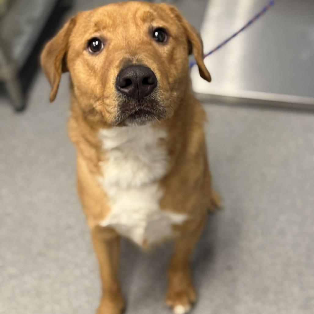 Enlarge Simba, a Adoptable Mixed Breed in Martinsville, VA image 2/3