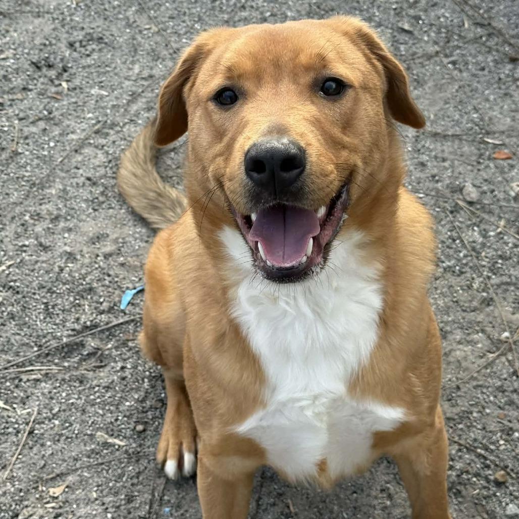 Enlarge Simba, a Adoptable Mixed Breed in Martinsville, VA image 3/3