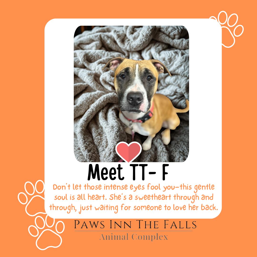 TT, Adoptable, Young Female Boxer & Mixed Breed.