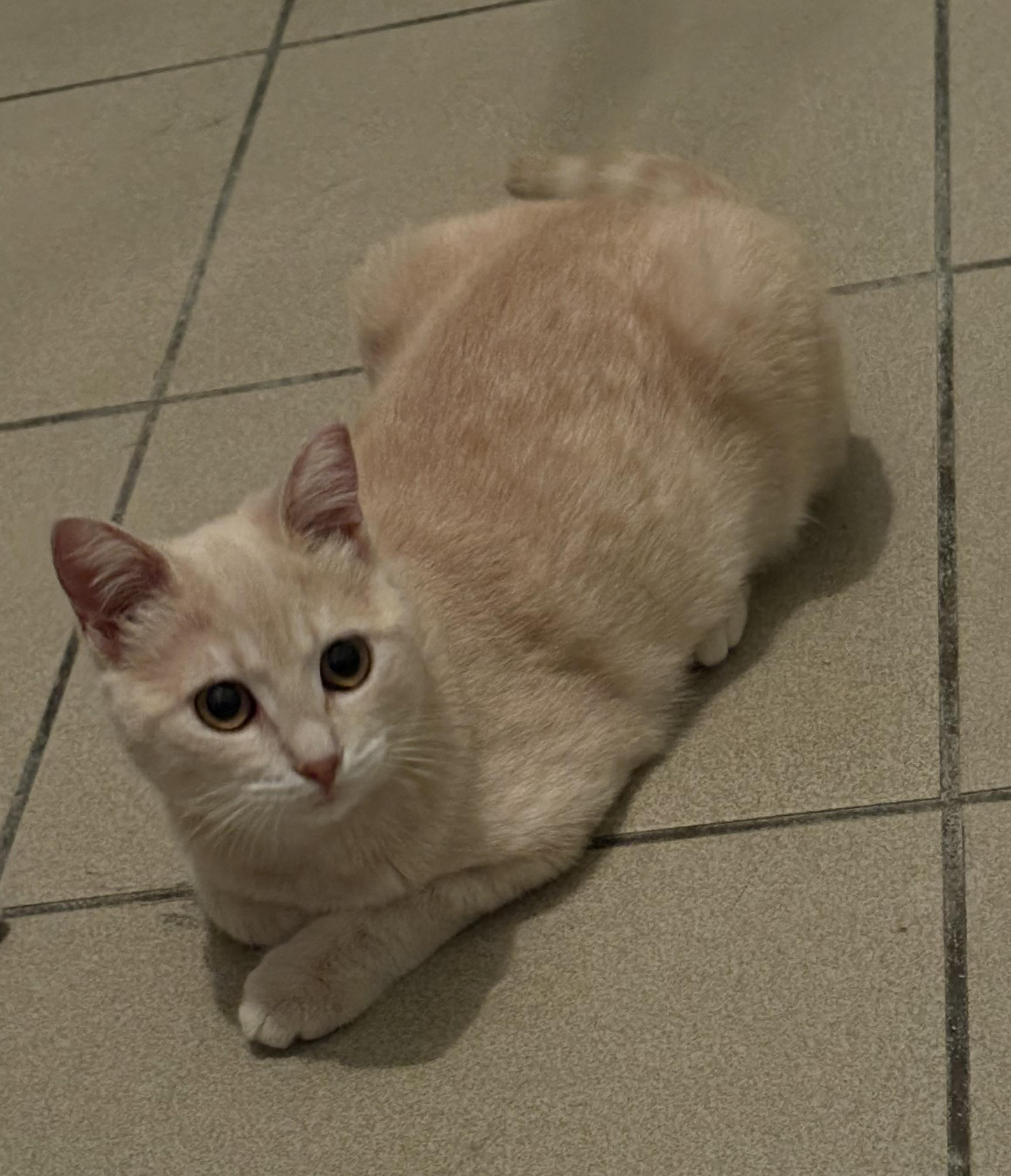 Zenitzu, adopted, Young Female Domestic Short Hair.