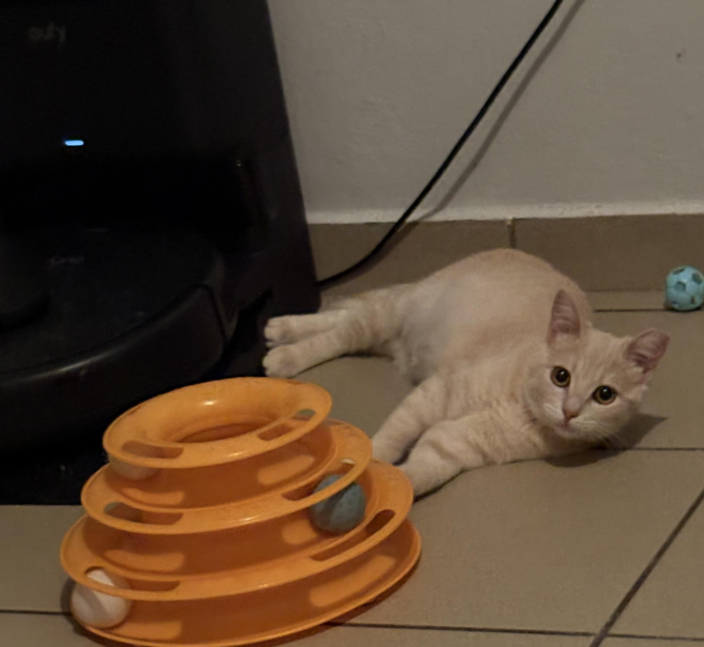 Zenitzu, an adopted Domestic Short Hair in Aibonito, PR image 2/2