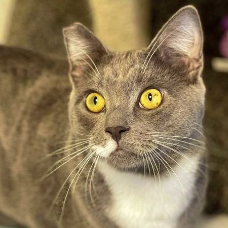 Matrix, a Adoptable Domestic Short Hair in Freeport, NY image 3/6