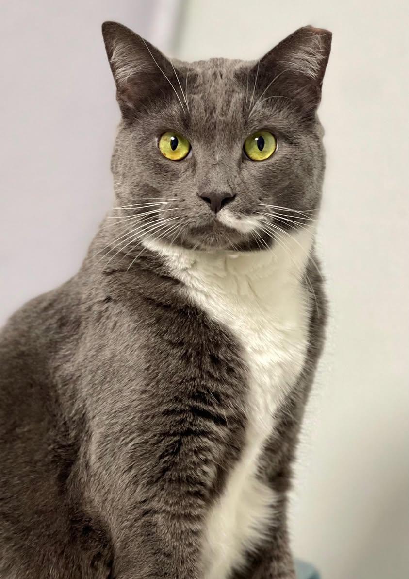 Enlarge Matrix, a Adoptable Domestic Short Hair in Freeport, NY image 5/6