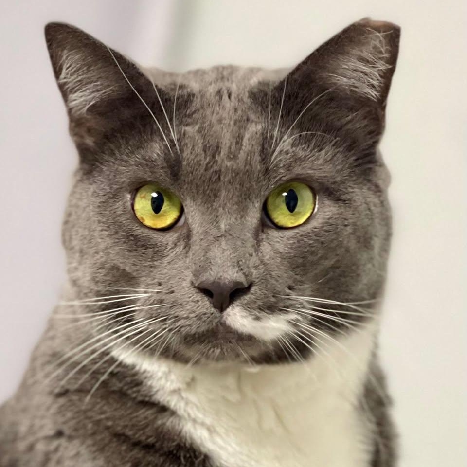 Enlarge Matrix, a Adoptable Domestic Short Hair in Freeport, NY image 1/6