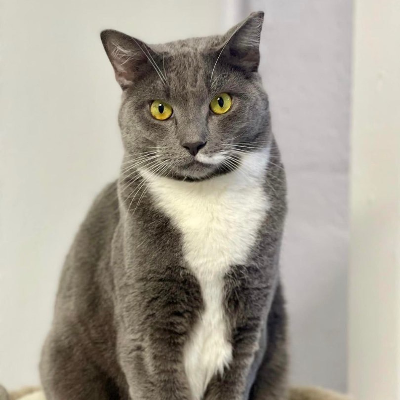 Matrix, a Adoptable Domestic Short Hair in Freeport, NY image 1/6