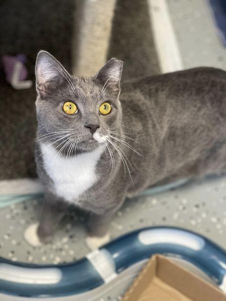 Matrix, a Adoptable Domestic Short Hair in Freeport, NY image 2/6