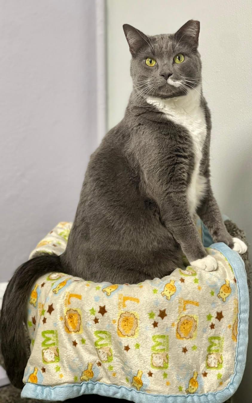 Enlarge Matrix, a Adoptable Domestic Short Hair in Freeport, NY image 6/6