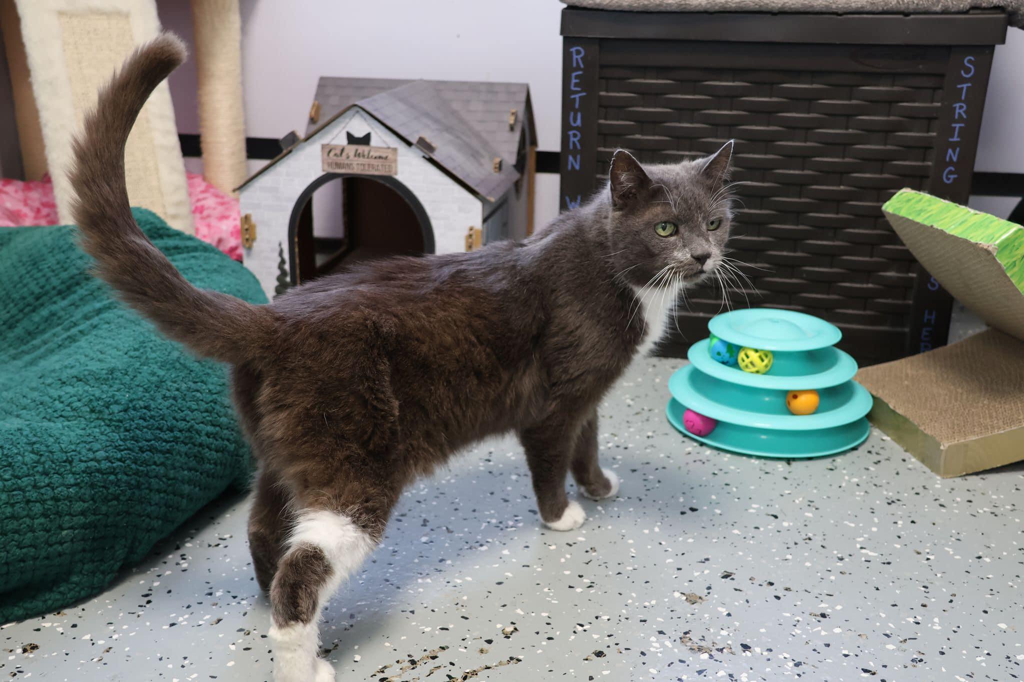 Matrix, a Adoptable Domestic Short Hair in Freeport, NY image 5/6